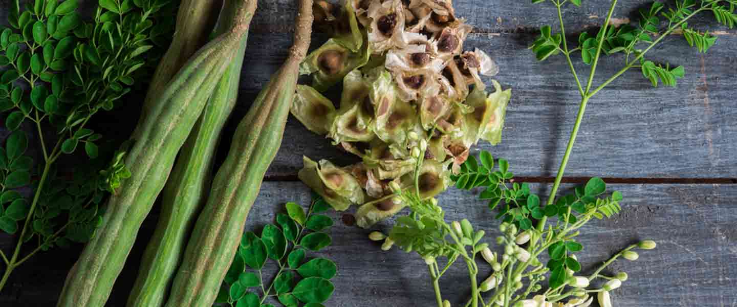 Cosè il tè alla Moringa, quali sono i vantaggi del tè alla Moringa?